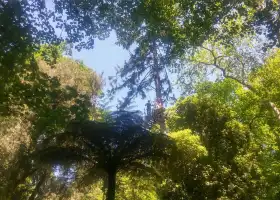 Treetops Adventure Belgrave