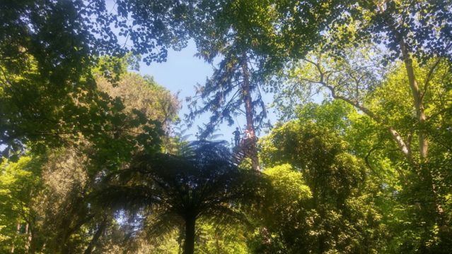 Treetops Adventure Belgrave