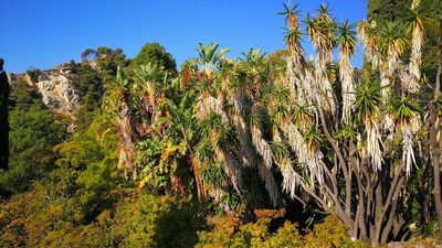 Hanbury Botanical Garden