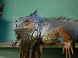 アマゾナ動物園
