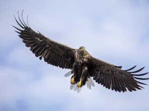 Mull Charters