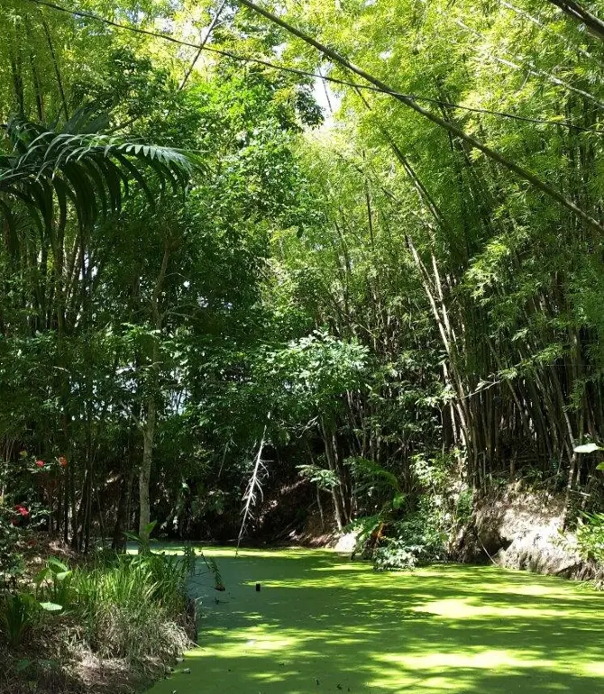 Couva