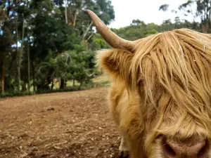 Denmark Animal Farm & Pentland Alpaca Stud