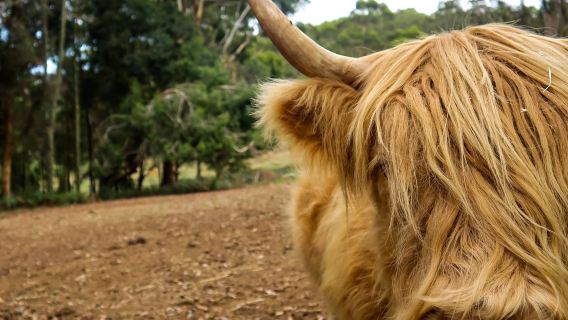 Denmark Animal Farm & Pentland Alpaca Stud