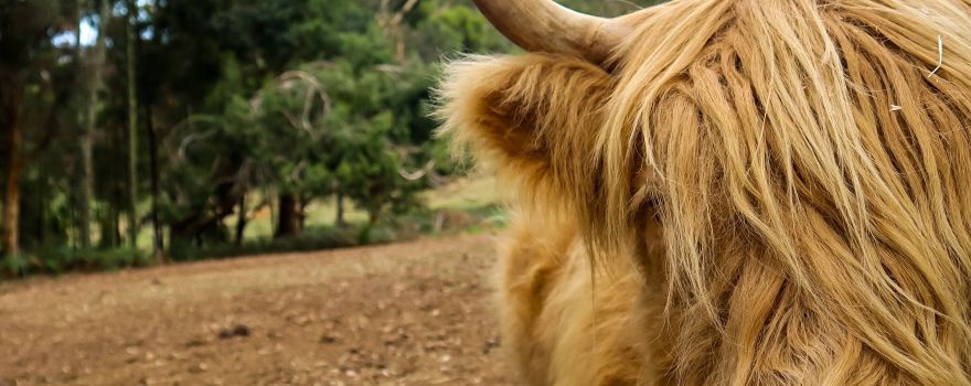 Denmark Animal Farm & Pentland Alpaca Stud