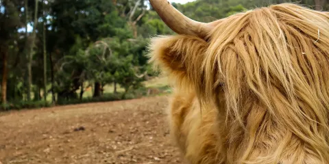 Denmark Animal Farm & Pentland Alpaca Stud
