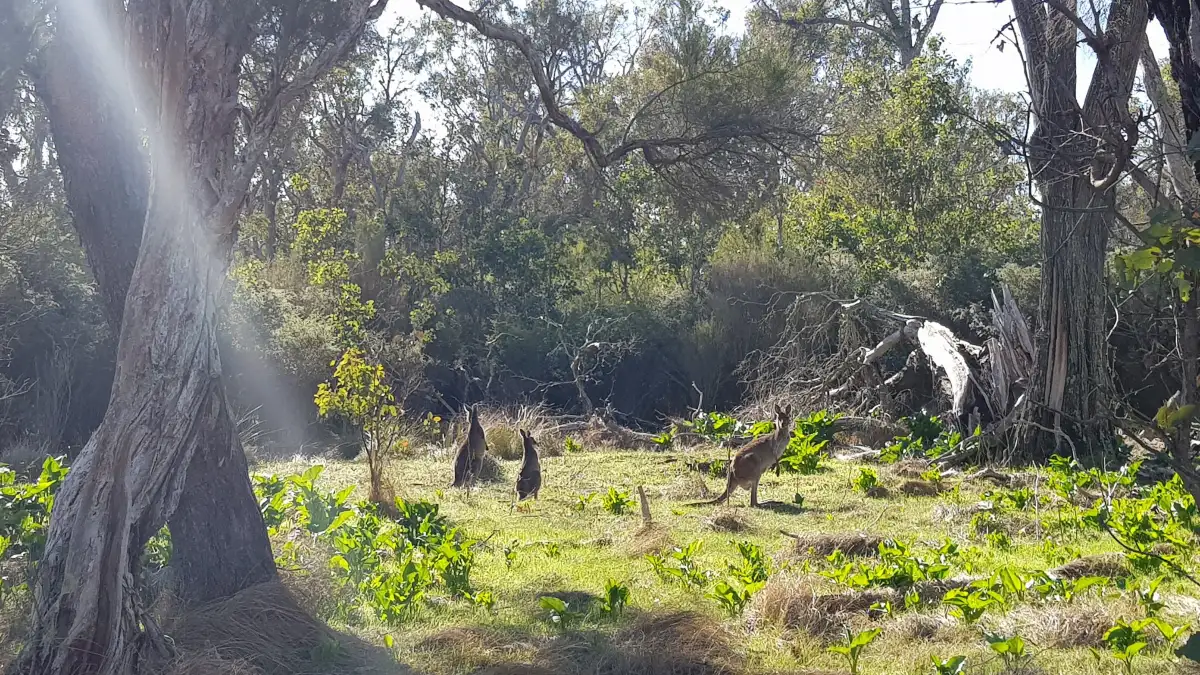 Tuart Forest National Park