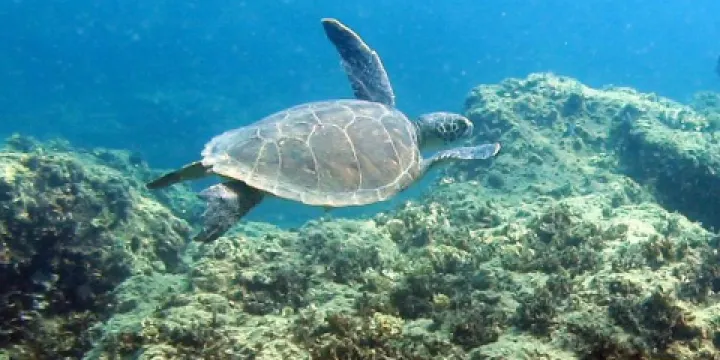 Scuba Turtle Diving
