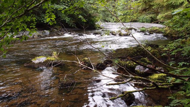 Harbor Mountain Trail