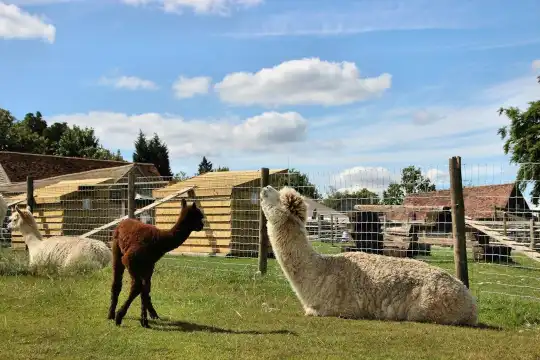 Hotels near Llama Park