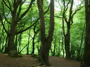 Barna Woods
