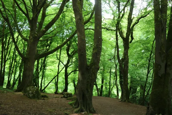 Barna Woods