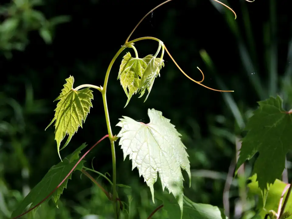 3_Lynn Valley Trails