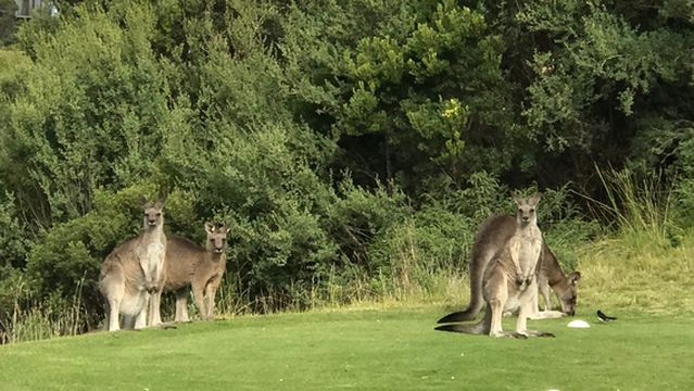 St Andrews Beach Golf Course
