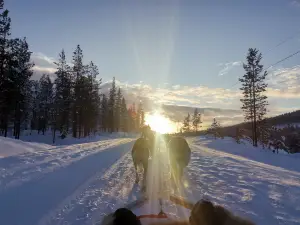 Extreme Huskies