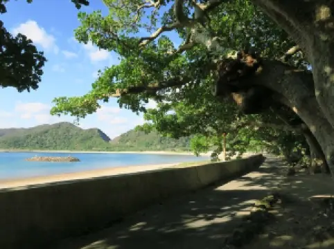 Shodon Row of Indian Coral Trees