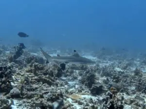 Deep Zone Dive Center