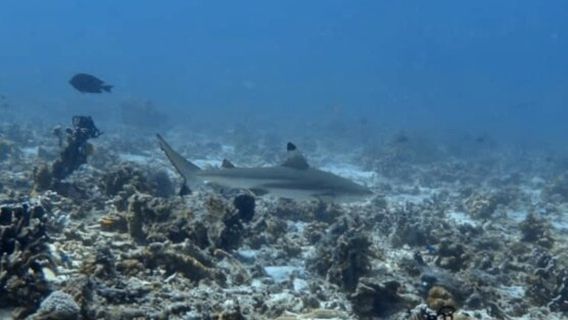 Deep Zone Dive Center