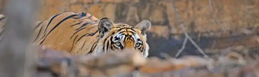 Hotels near Ranthambore Jungle Safari