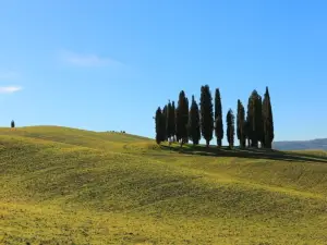 Cipressi di San Quirico d'Orcia
