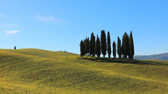 Cipressi di San Quirico d'Orcia
