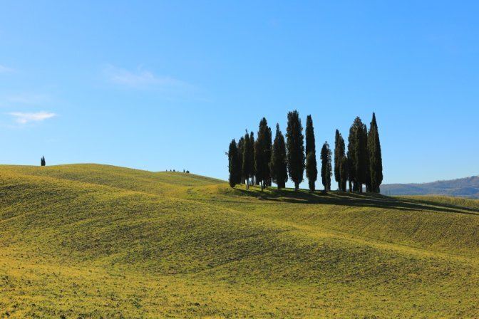 Cipressi di San Quirico d'Orcia