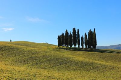 Cipressi di San Quirico d'Orcia