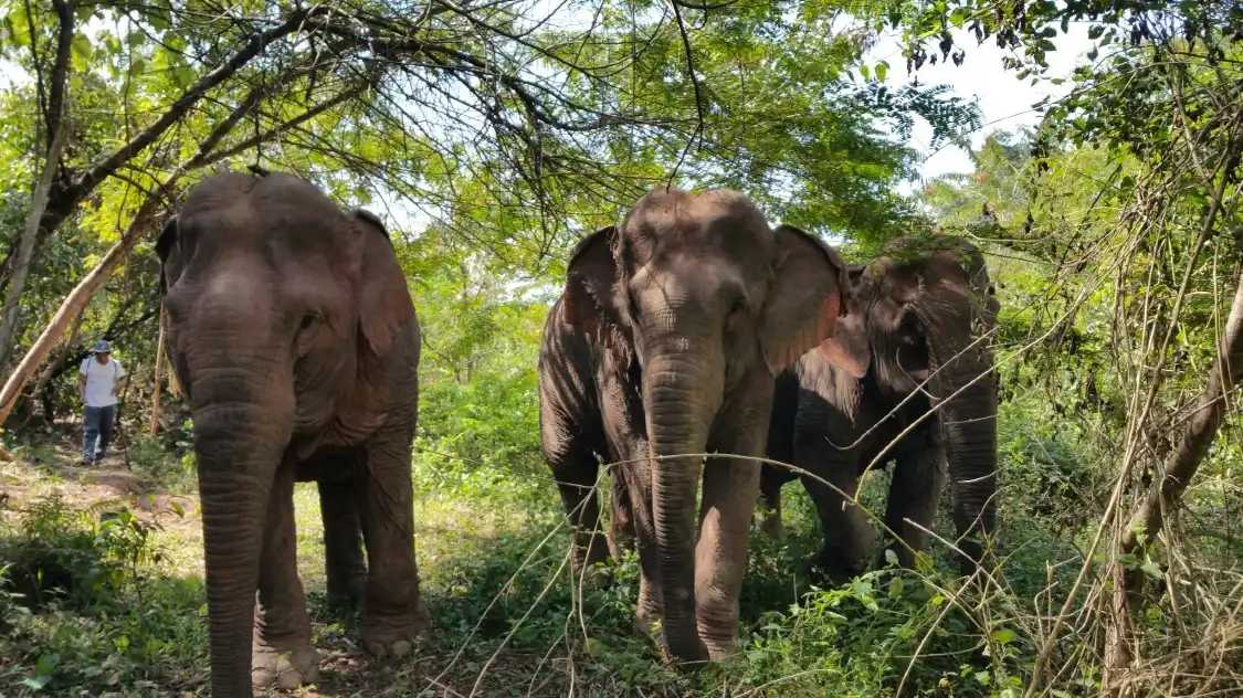 Vang Vieng Elephant Sanctuary附近的飯店