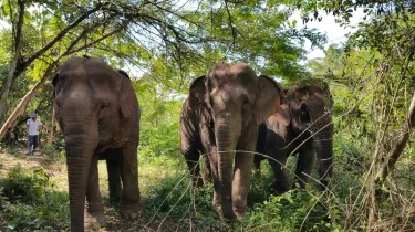 Vang Vieng Elephant Sanctuary Office
