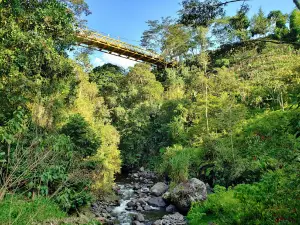 Reserva Natural Jardín de Rocas (Avistamiento del Gallito de Roca)