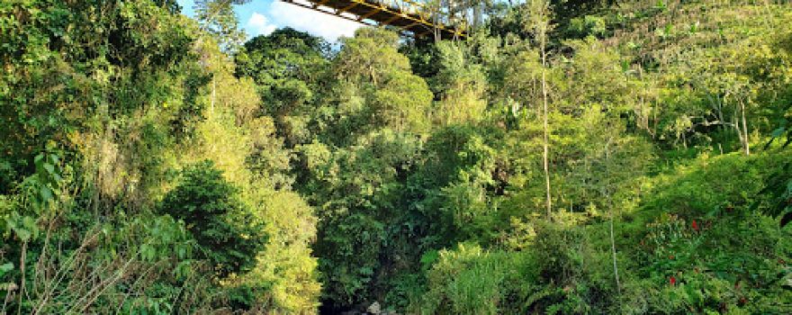 Reserva Natural Jardín de Rocas (Avistamiento del Gallito de Roca)