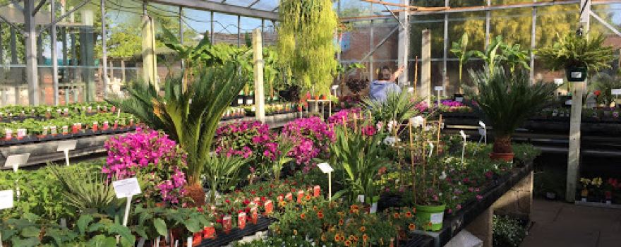 Golls Nurseries