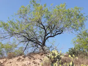 Fordyce Nature And Hiking Trails
