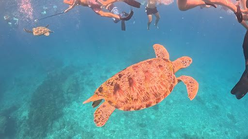 Turtle ROCK