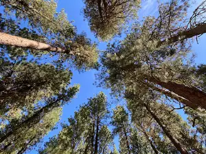 Baumgartner Campground