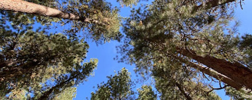 Baumgartner Campground
