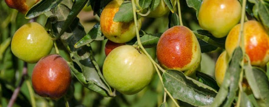 Jujubes Garden