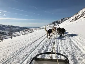 Alaskan Husky Adventures