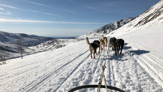 Alaskan Husky Adventures