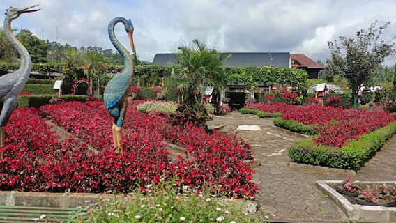 Kebun Begonia