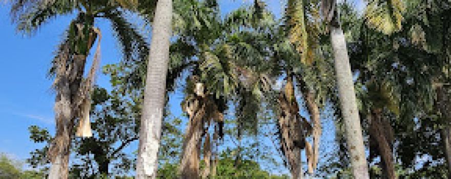 Resort Laguito of Armero