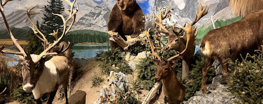 Sundre Museum & Wildlife Exibit