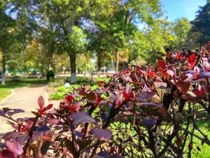 Novokubanskiy Park Kul'tury I Otdykha