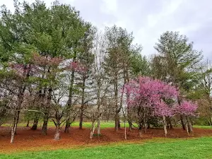 Fort Watauga