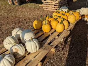 Our Farm SD