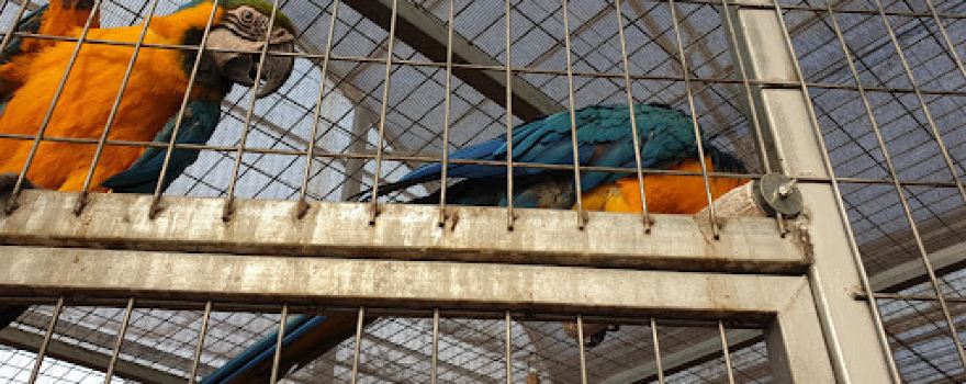 La balsa del sapo