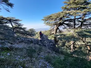 Cedars Of Lebanon
