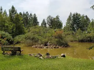 Catahoula Hummingbird and Butterfly Garden