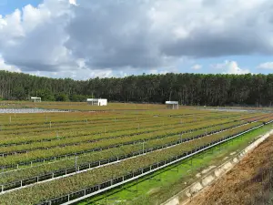 Viveiro florestal