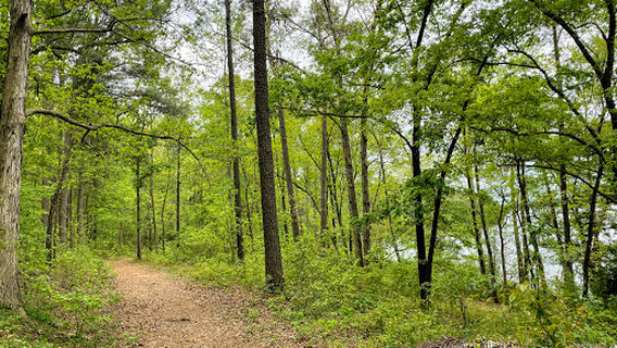 Lake Wallace Walking Trail